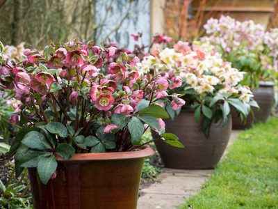 La planta más fácil de cuidar que está de moda y da las flores más hermosas en primavera-verano