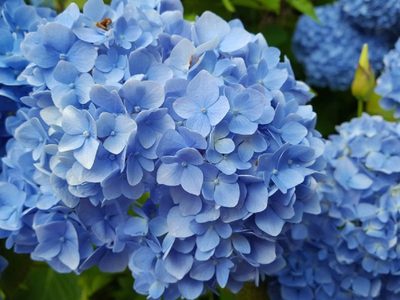 Si querés que tus Hortensias rebosen de flores, descubrí cómo las podan los japoneses para recuperarse de forma espectacular