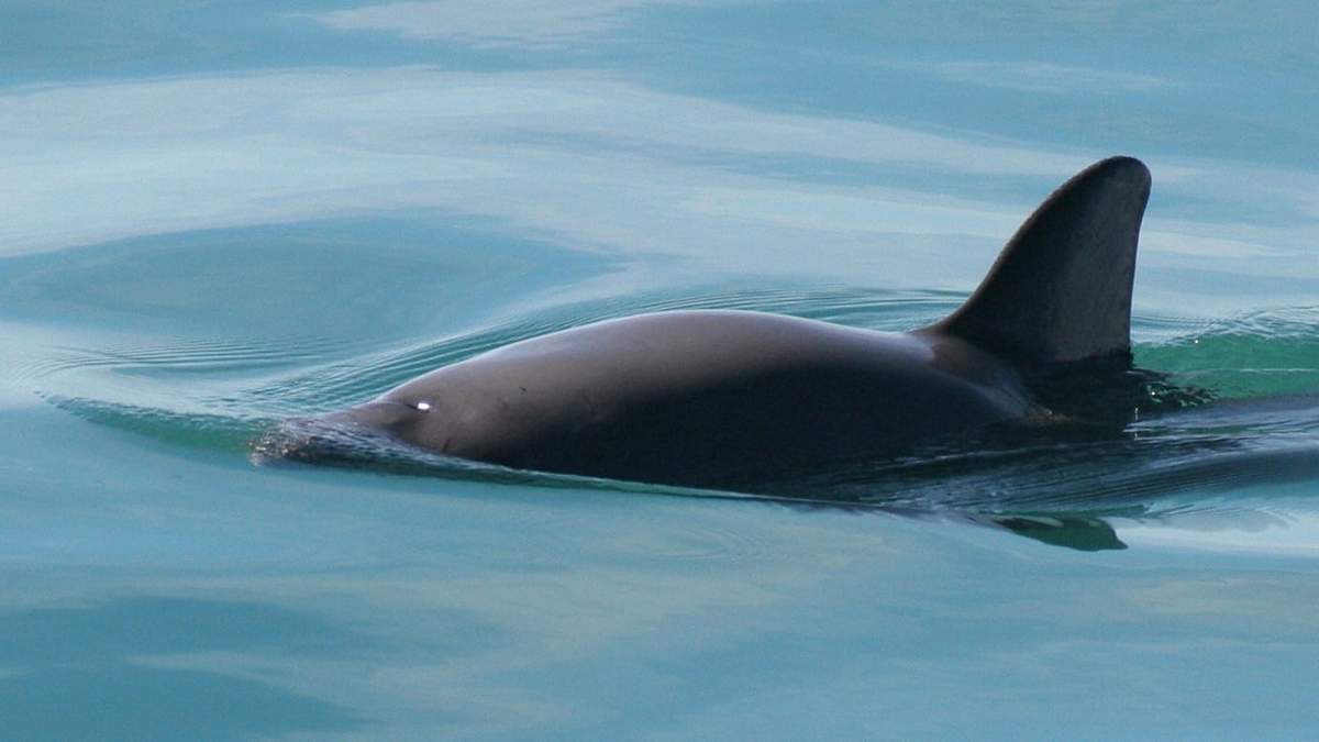una vaquita marina en el Mar de Cortés