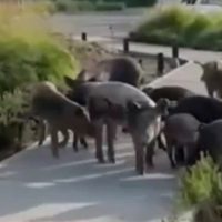 Nordelta: en medio del conflicto por el traslados de carpinchos, apareció una familia de chanchos