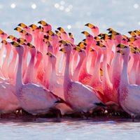 Miles de flamencos aprovecharon el confinamiento para teñir un lago de rosa en India