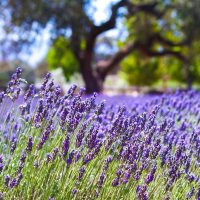 Cuántos tipos de Lavanda existen y cómo cuidarlas para que florezcan de forma abundante
