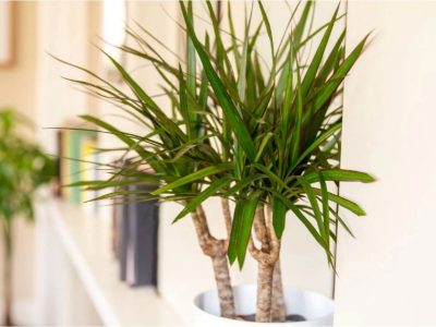Si las hojas del palo de agua se ponen marrones, este es el secreto de los jardineros para curarlo y que estén verdes