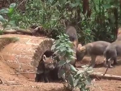 Nace una camada de siete lobos grises mexicanos en Tenancingo, Edomex