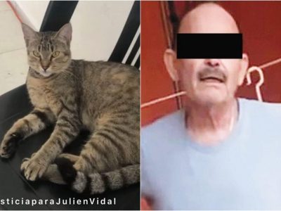 Dictan prisión preventiva a sujeto que asesinó a la gatita "Julien"
