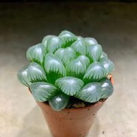 Suculentas transparentes: las plantas de interior más hermosas que necesitás para decorar tu hogar