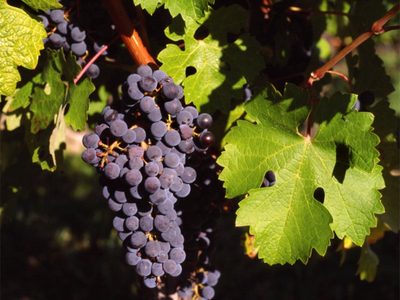 La cepa Cabernet Sauvignon, la reina de las uvas tintas