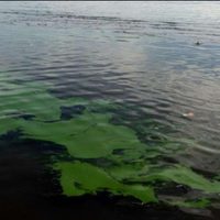 Alerta roja en Neuquén por cianobacterias en zonas permitidas de lagos artificiales
