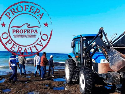 Aparece ballena muerta en playa de Puerto Peñasco; podría ser la misma que fue rescatada