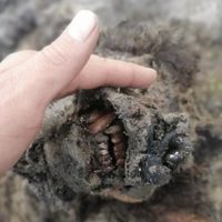 Histórico: hallaron el primer cuerpo de un oso extinto hace 15.000 años en perfecto estado