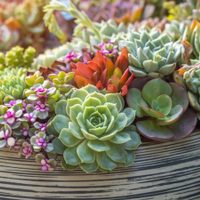 La suculenta que sobrevive con pocos cuidados, protege tu hogar y atrae muchos colibríes