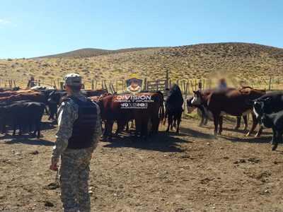Recuperaron 45 animales vacunos que habían sido robados en Las Coloradas