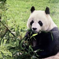 Tras muerte de la panda gigante Shuan Shuan, Sheinbaum busca traer otro ejemplar a Chapultepec