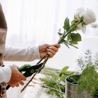 Conocé este trucazo increíblemente económico para enraizar tus rosas y multiplicarlas en primavera