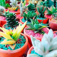 Se viene el otoño: 5 tips de los viveristas para cuidar tus suculentas y mantenerlas hermosas en el cambio de estación