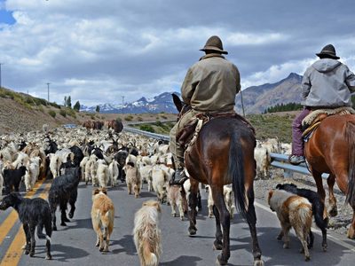 Se recomienda circular con precaución en las rutas neuquinas por la trashumancia