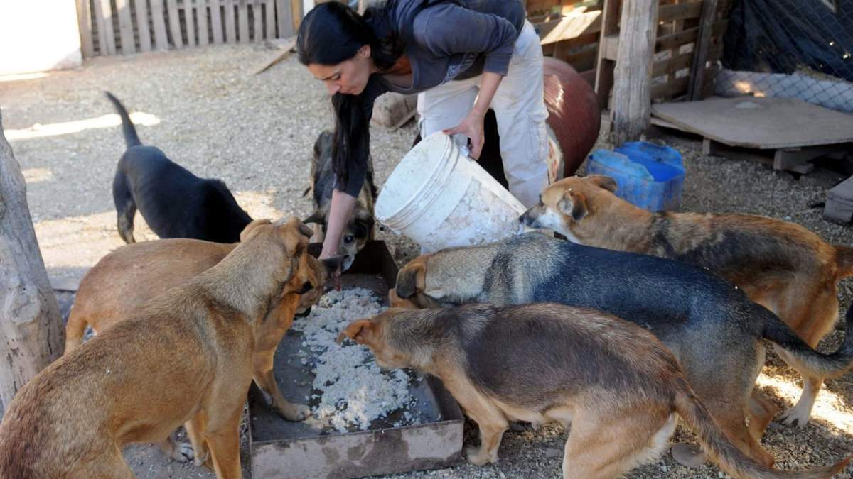 No se olvidan de los animales. Fuente: (Twitter)
