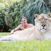 Ligre, el espectacular felino que nace de la cruza entre un león y un tigre