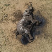 En parque de Zimbabue mueren al menos 100 elefantes por sequía agudizada por el cambio climático