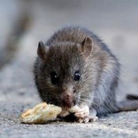 Chubut confirmó nuevos contagios de hantavirus y piden extremar los cuidados