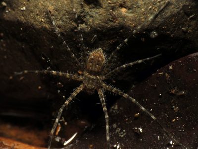 Descubrieron que una araña se protege con burbujas de aire para pasar mucho tiempo bajo el agua