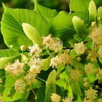 La flor que florece en todas las calles y con la que podés hacerte un jugo natural, delicioso y lleno de propiedades
