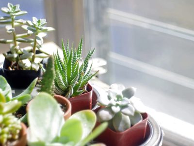 Cuáles son las 5 plantas suculentas más hermosas y fáciles de cuidar
