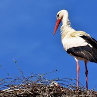 Curiosidades de la cigüeña, el pájaro que anida en las alturas