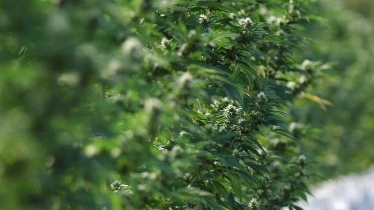 Génetica de cannabis Cannawine. Fuente (INTA).