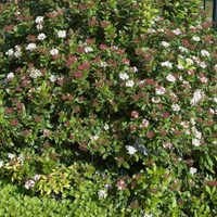El arbusto que está siempre verde y da las flores más hermosas en invierno y primavera