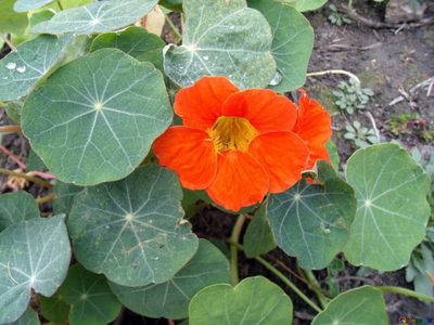La planta pequeña que previene resfríos y podés sembrar muy fácilmente en tu jardín