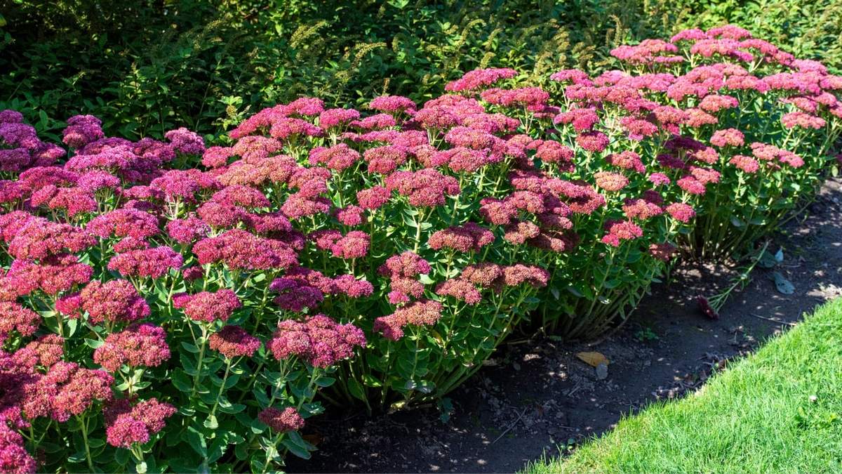 Plantas ornamentales de fáciles cuidados. Fuente: (X)