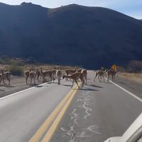 Guanacos sorprendieron a turistas que transitaban por la ruta 237