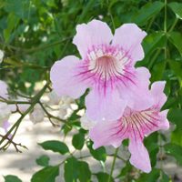 3 plantas enredaderas con flores que le darán el toque más hermoso a tu jardín