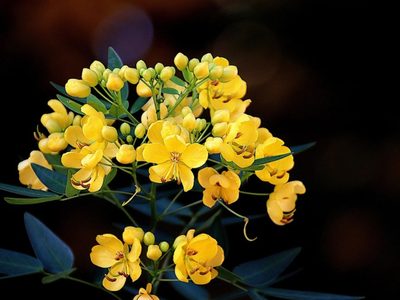 El árbol pequeño que regala sus flores más hermosas en otoño y llena todo tu jardín de mariposas