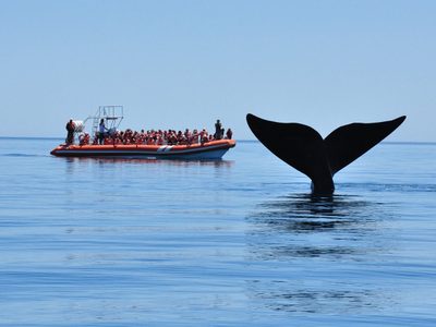 Península Valdés: el santuario de las ballenas que es la estrella del turismo en la Patagonia