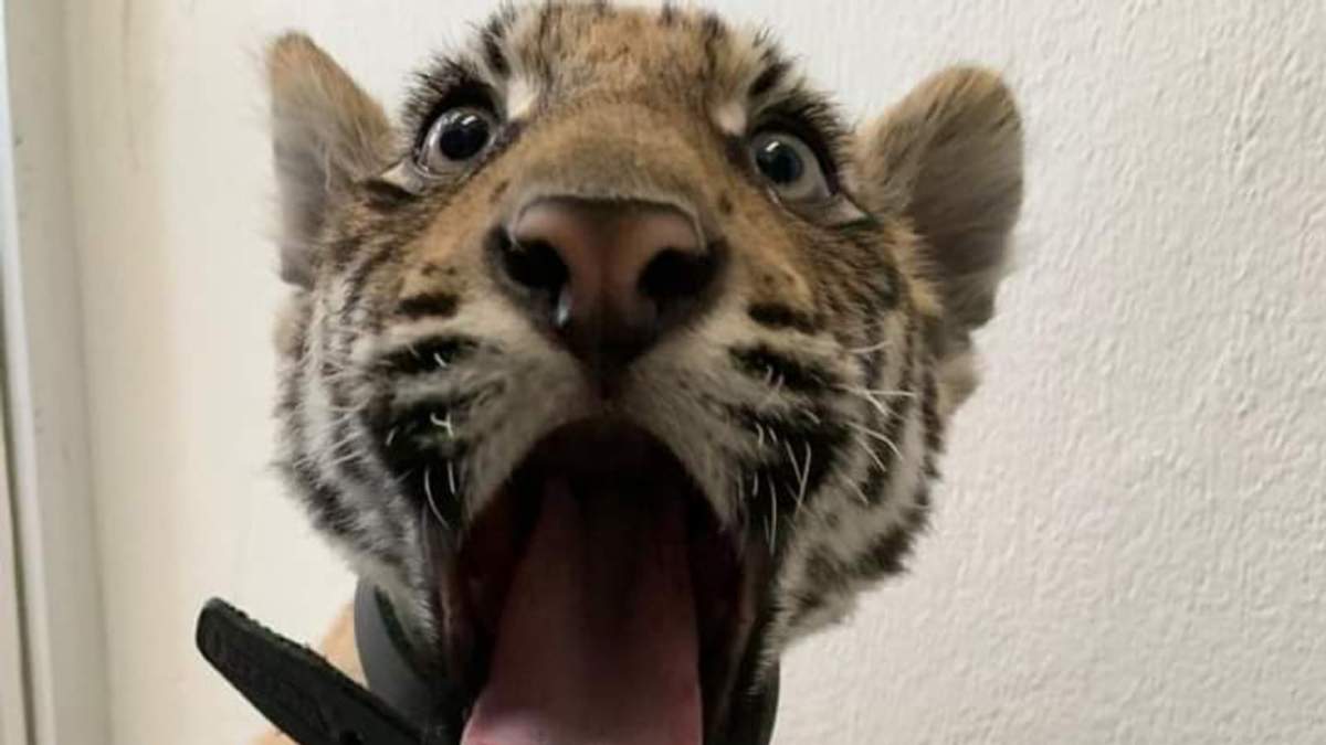 Cachorro de tigre de Bengala