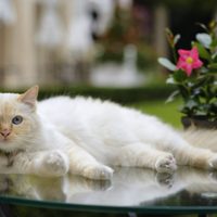Un hotel ofrece cuidar gratis a gatos de enfermos de coronavirus