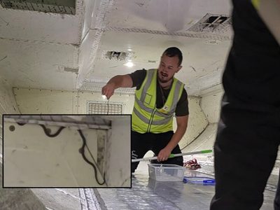 Suspendieron un vuelo tras encontrar una serpiente a bordo