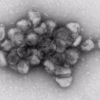 Investigadores descubren un polímero natural con efecto antiviral contra el SARS-CoV-2