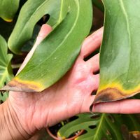 Si las hojas de tus plantas se quemaron con la helada, esto es lo que tenés que hacer antes de que llegue la primavera