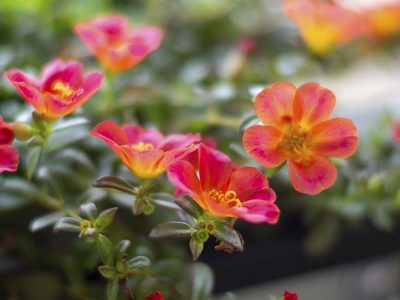 La planta que da hermosas flores en verano, no necesita mucha agua y crece en jardines o balcones pequeños