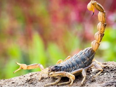 Cómo identificar a los alacranes venenosos: qué tener en cuenta en verano y cómo prevenir picaduras