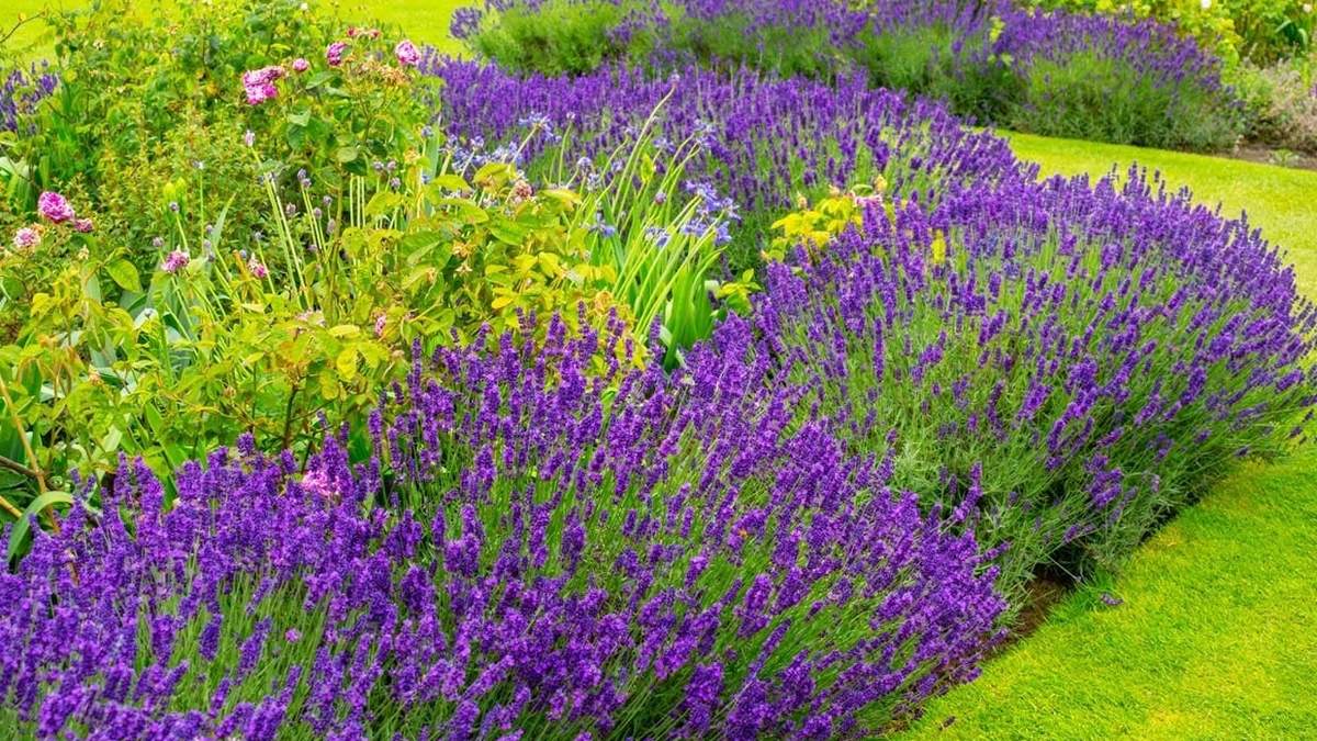 Lavanda. Fuente: (Instagram).
