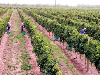 Los vinos de Familia Schroeder ahora más accesibles por venta online