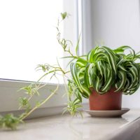 La planta que pasa desapercibida en tu casa pero que tiene muchísimos beneficios para vos