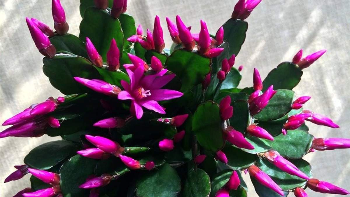 Plantas. Fuente: (X)