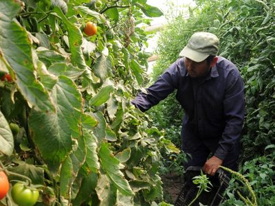 El Gobierno oficializó el programa para trabajadores rurales: los detalles de la nueva estrategia