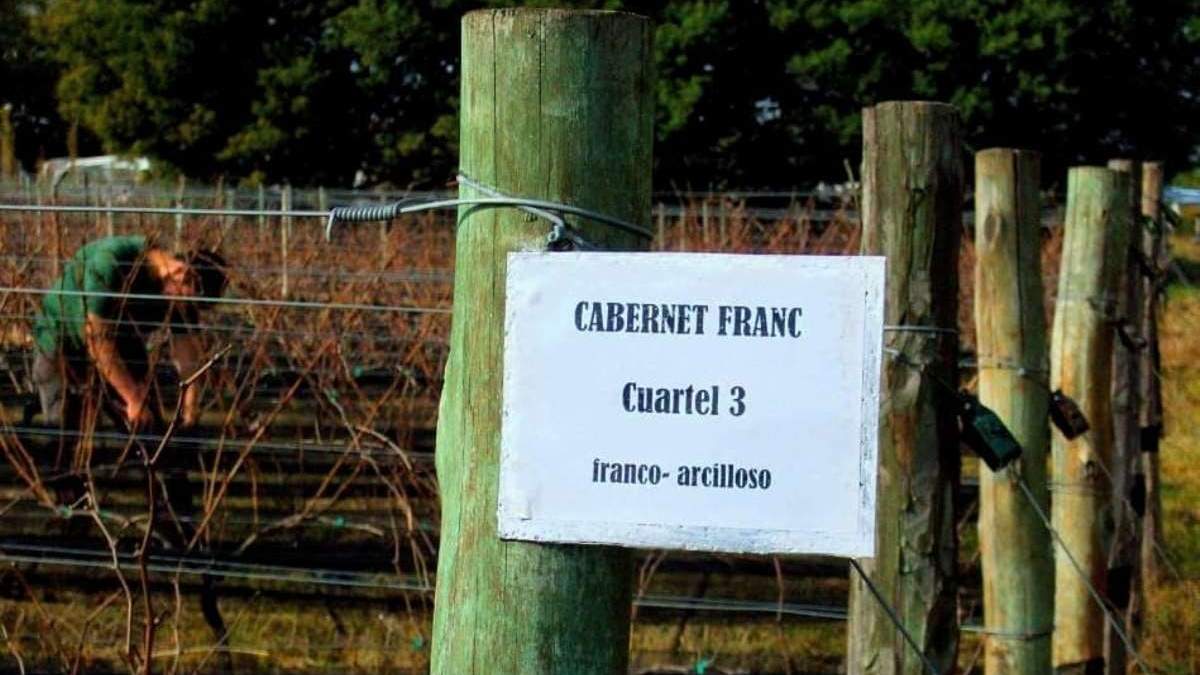 Viñedos en Tandil. Fuente: (Facebook)