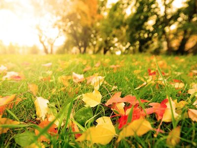 El truco natural para ahuyentar las plagas de las plantas del jardín en otoño